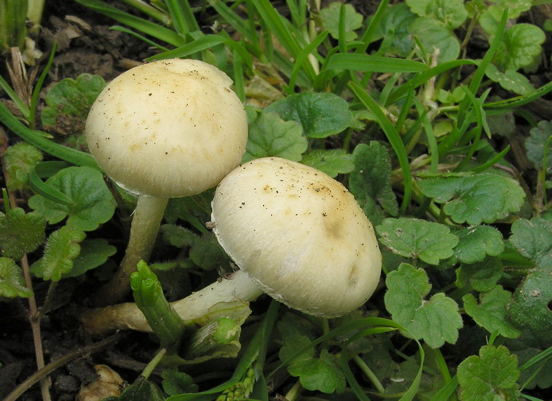 Leratiomyces percevalii